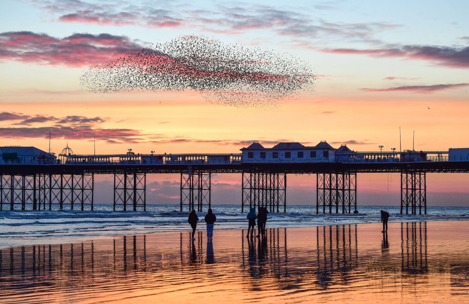 Starlings create beautiful patterns in the sky above Brighton Palace Pier during their daily murmuration at sunset