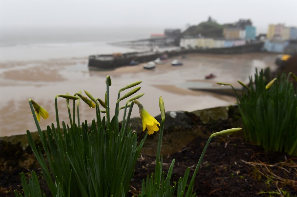 Daffodils are seen in the rain at Tenby Harbour, Tenby, Wales