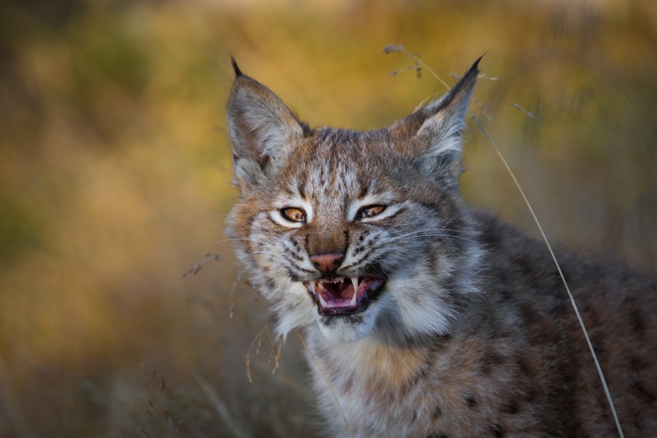 A young lynx (file picture) escaped from her enclosure and was wandering around for ten days before she was shot