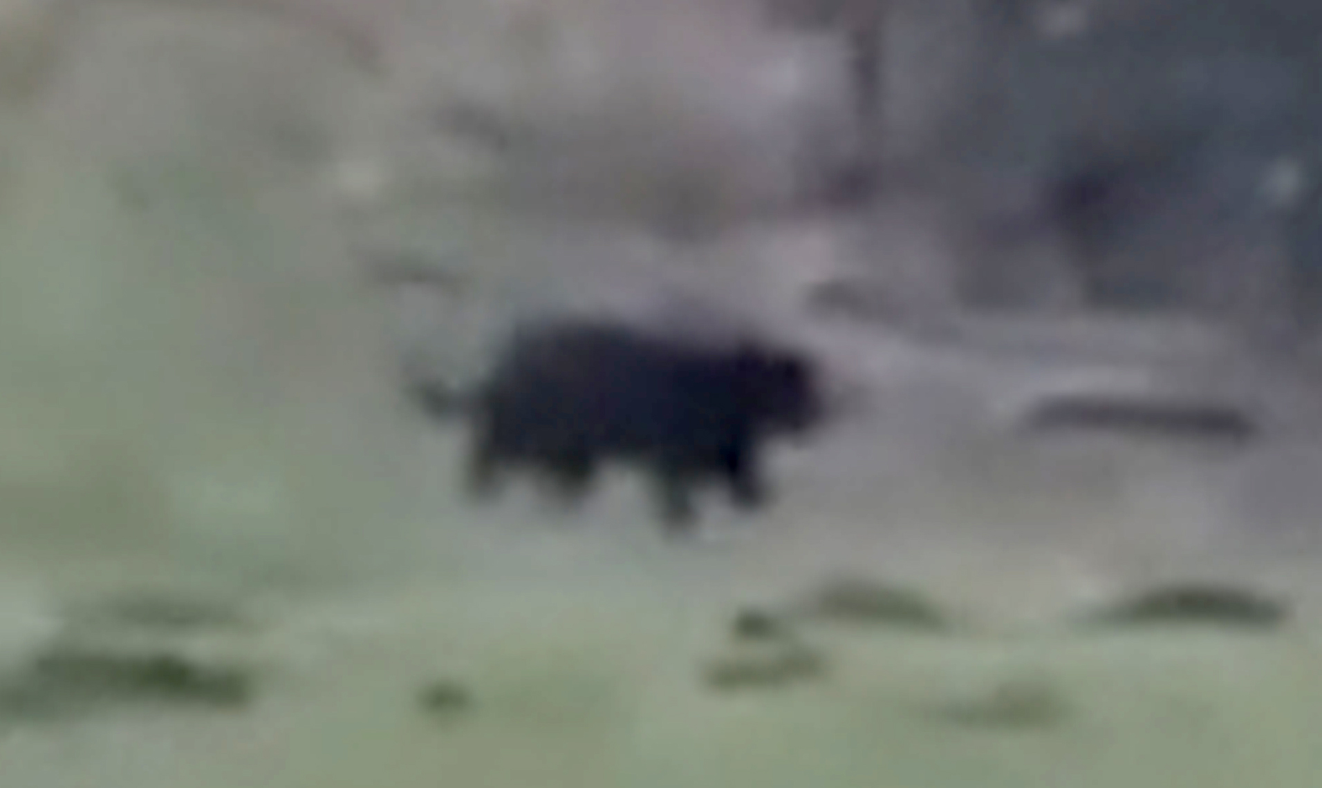 A mystery big cat was spotted near the area in February