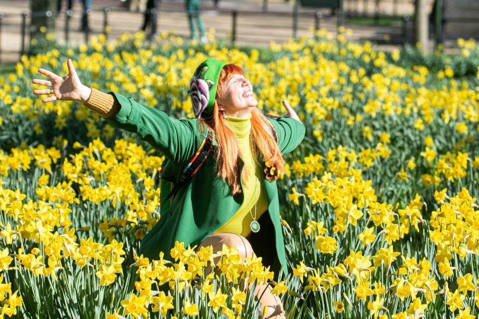 A woman with her arms outstretched shows her joy amidst the spring daffodils bathed in warm sunshine in Saint James Park London