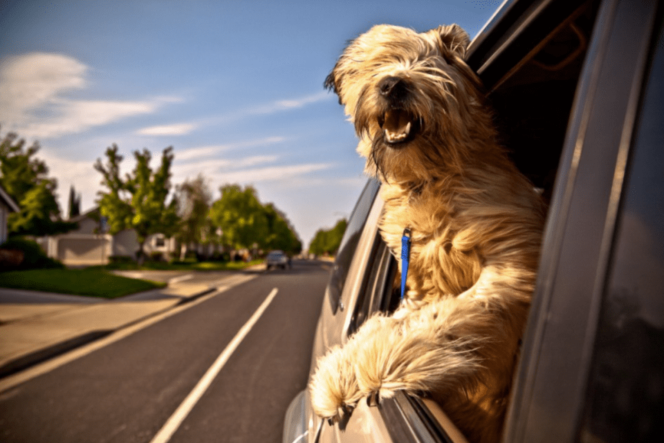 Drivers must make sure their pets are secure in their car