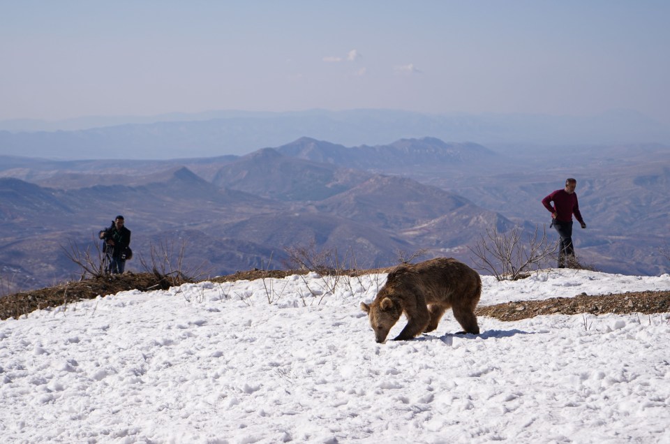 One of the bears takes its first steps in the snowy mountains