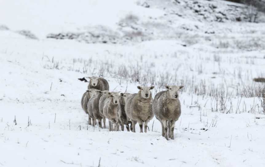 Sheep in West Yorkshire after snowfall overnight