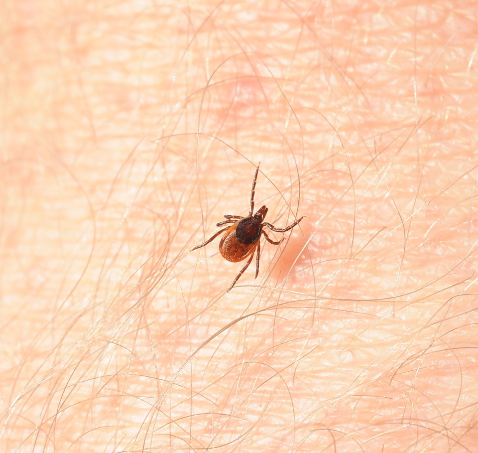 Ticks spread CCHF to unsuspecting victims through bites