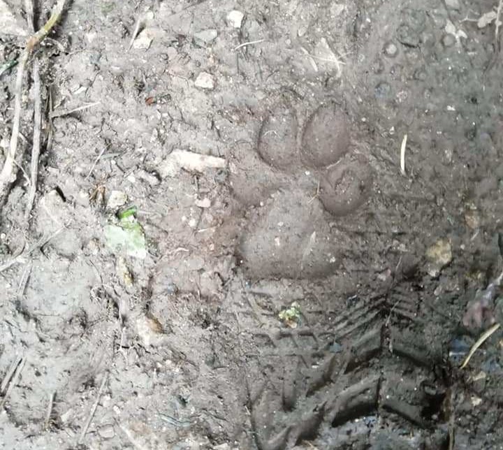 Footprints thought to be made by a big cat have been spotted in the woods near the I'm A Celeb castle