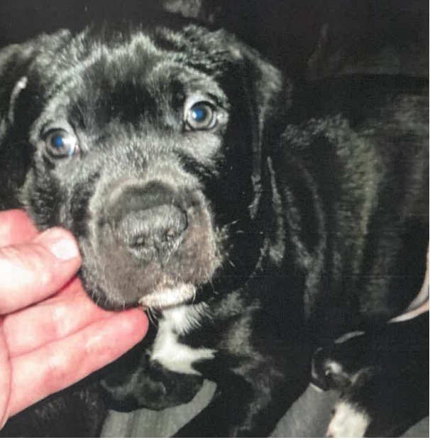 One of the four-week old pups stolen at knifepoint in Sheffield last week