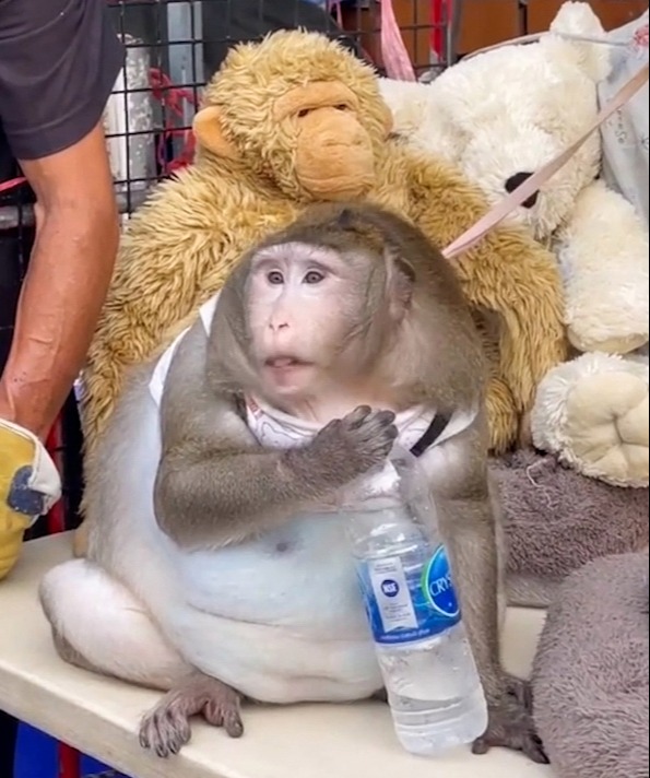 Godzilla the macaque was tethered to a market stall by an ill-fitting harness