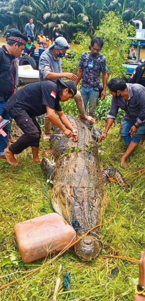 A 26ft-long beast was hauled out of the river in Indonesia