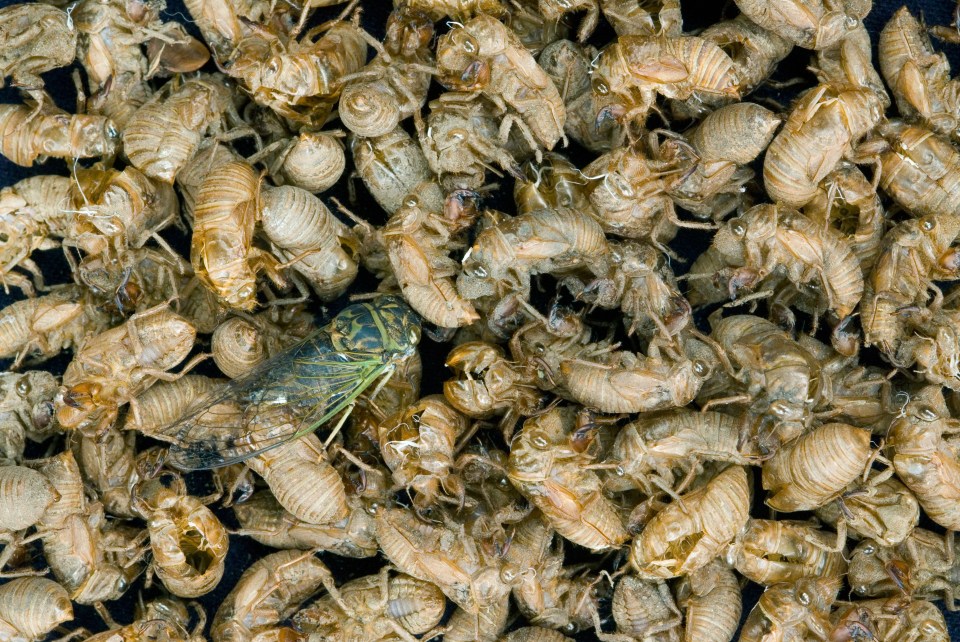 Cicadas crawl from the ground and shed their skins before mating