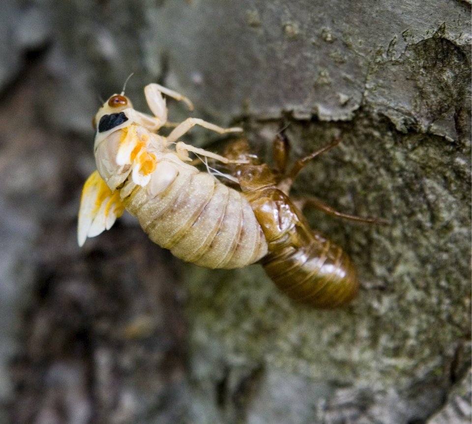 They crawl onto trees and shed their shells before waiting for their bodies to harden