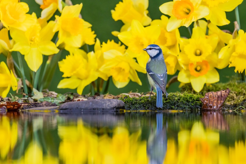 Daffodils are a symbol of St David’s Day