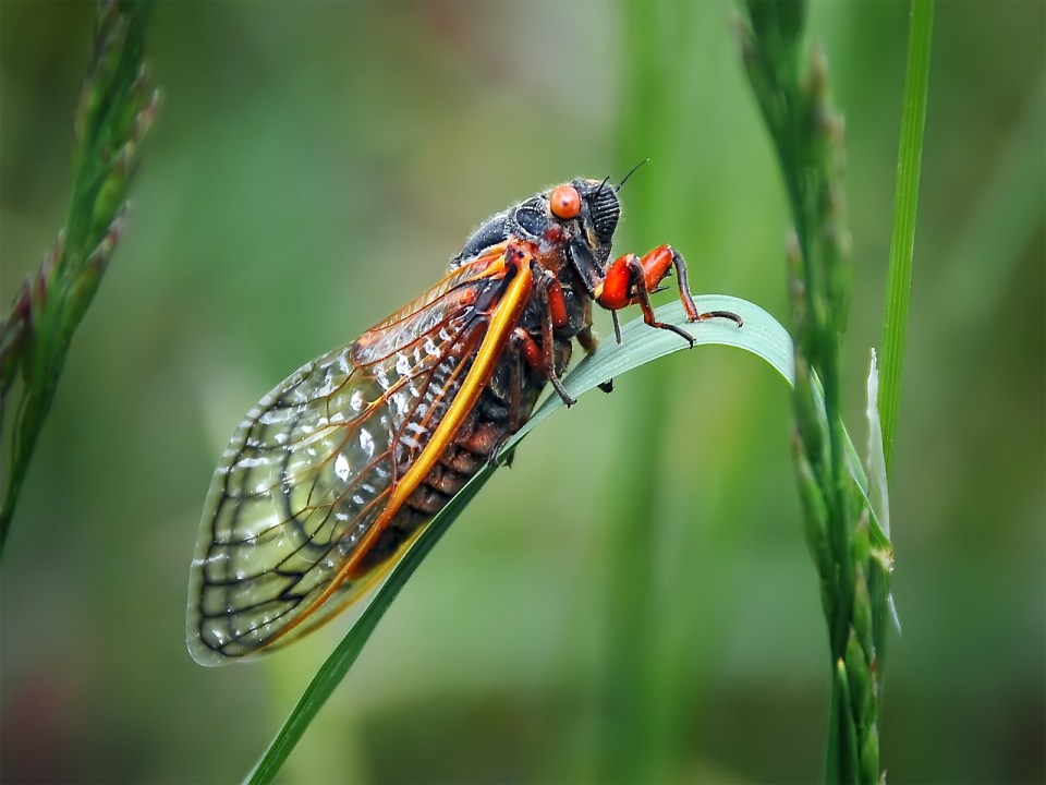 This is an adult cicada