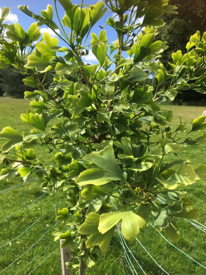 A ginkgo biloba sapling has been planted in a park in honour of Martyn