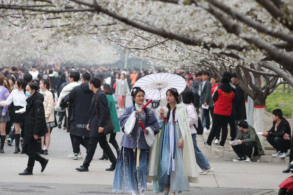 Chinese tourists enjoy cherry blossom season in Xuchang