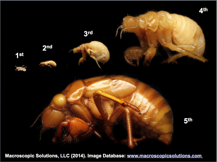 The five underground stages of cicadas