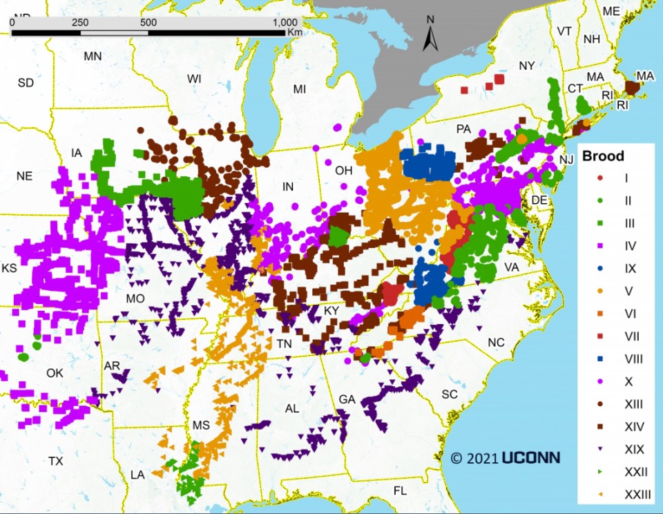 This map shows different broods of cicadas in the US, the groups have their own Roman numerals to identify them