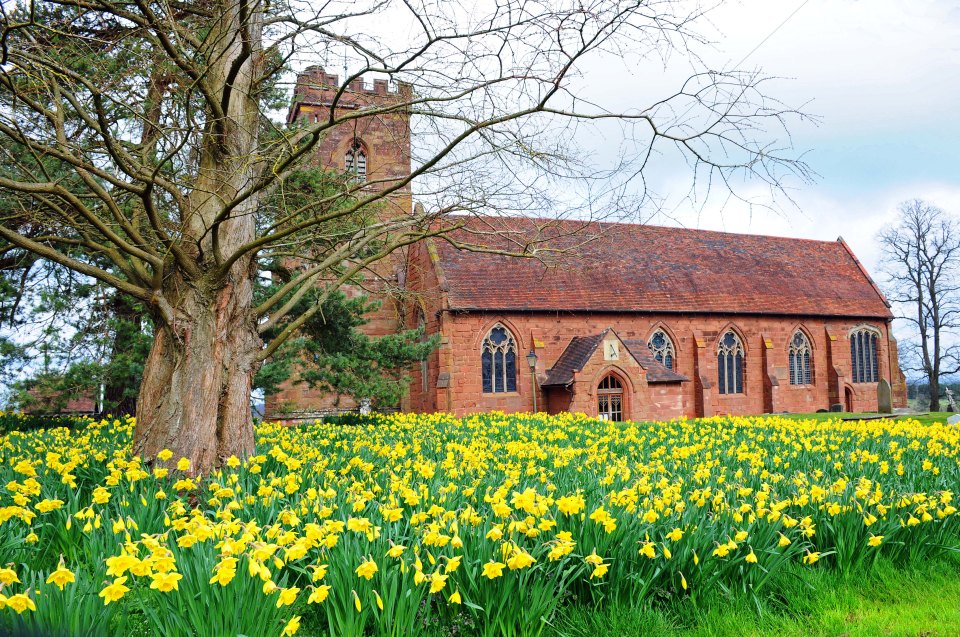 A host of golden daffodils surround the 12th century St Peter's Church in Kinver, Staffs