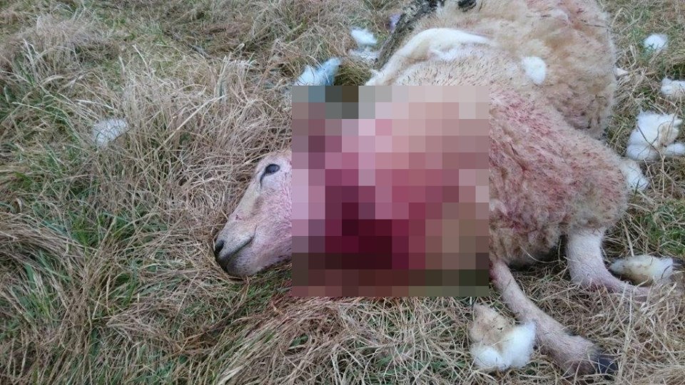 The dog also savaged this ewe in the Cotswolds 'killing rampage'