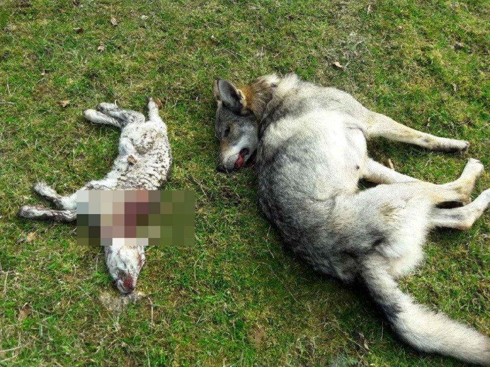 The husky lies dead beside a lamb it had just mauled to death in Gloucestershire