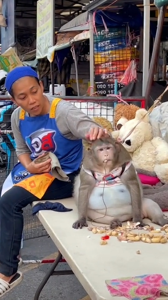 Visitors gave him sugary snacks and drinks, causing him to balloon to 20kg