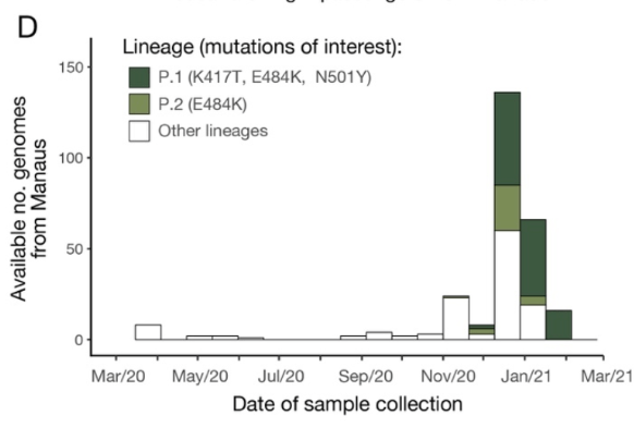 The P1 variant quickly became the most dominant in Manaus