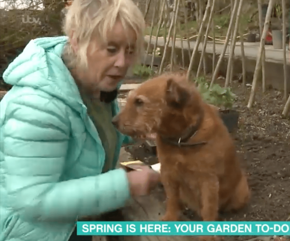 This Morning viewers were left fuming when gardener Carol Klein ‘knocked her dog out of the way’ today