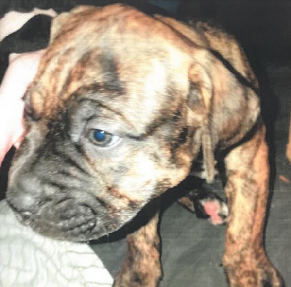 This puppy is one of four which was taken from a flat in the Smelter Wood Road area of the city