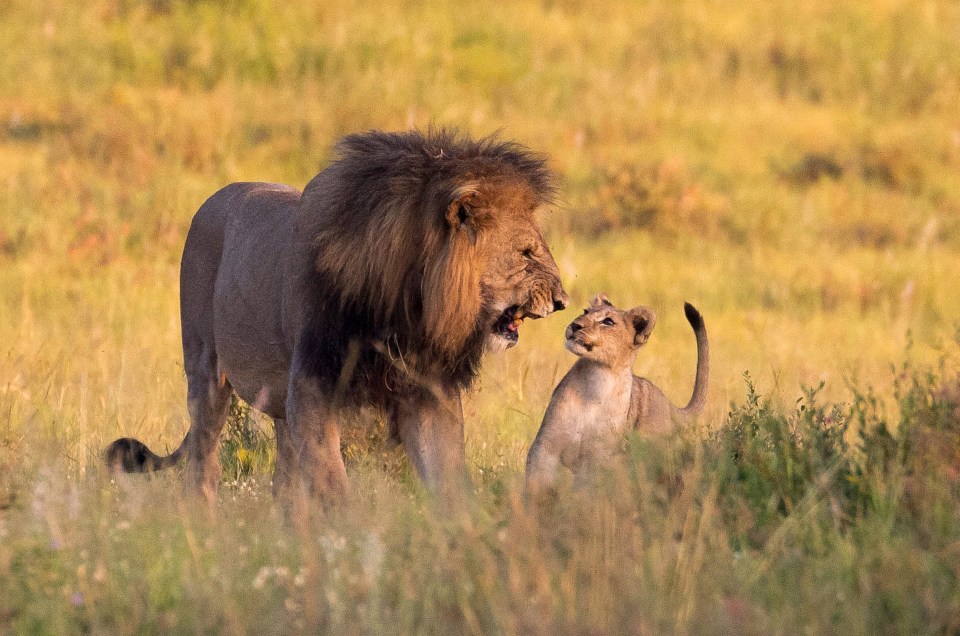 The stunning snaps were taken by wildlife photographer Craig Aitken in South Africa