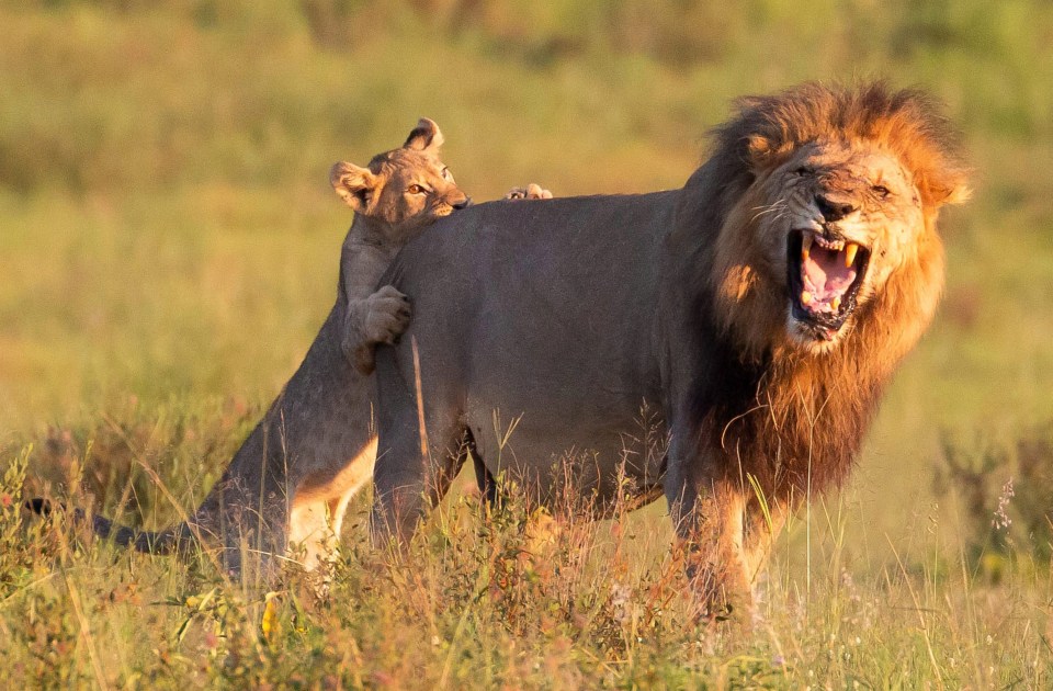 This cute cub gets growled at after playfully biting an adult on the bum