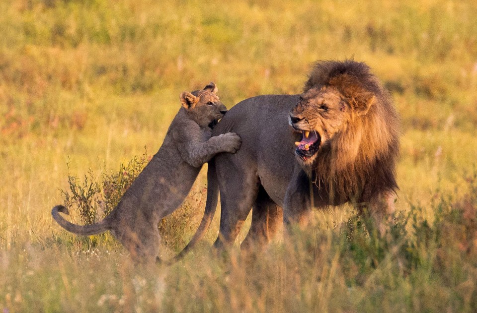 Local Craig, 56, reveals 'Three cubs, who were already in a playful mood, went to antagonise the male'