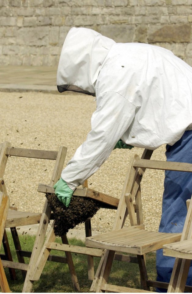 The pair were actually giggling about the arrival of the royal beekeeper