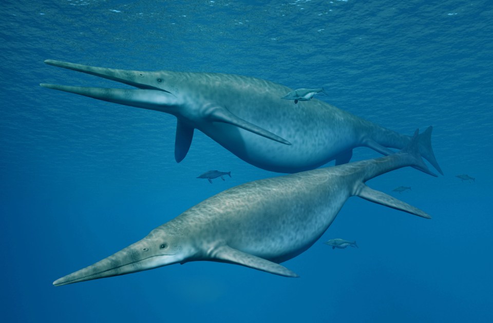 The jawbone of a a giant ichythyosaur, like this Shonisaurus, was found at Lilstock, Somerset in 2018