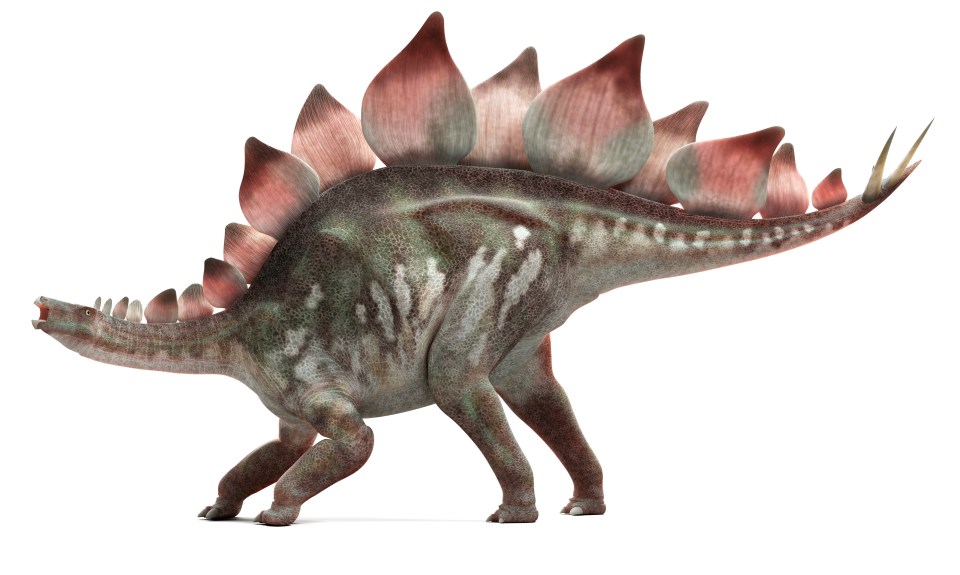 There is evidence that stegosaurus lived in Scotland