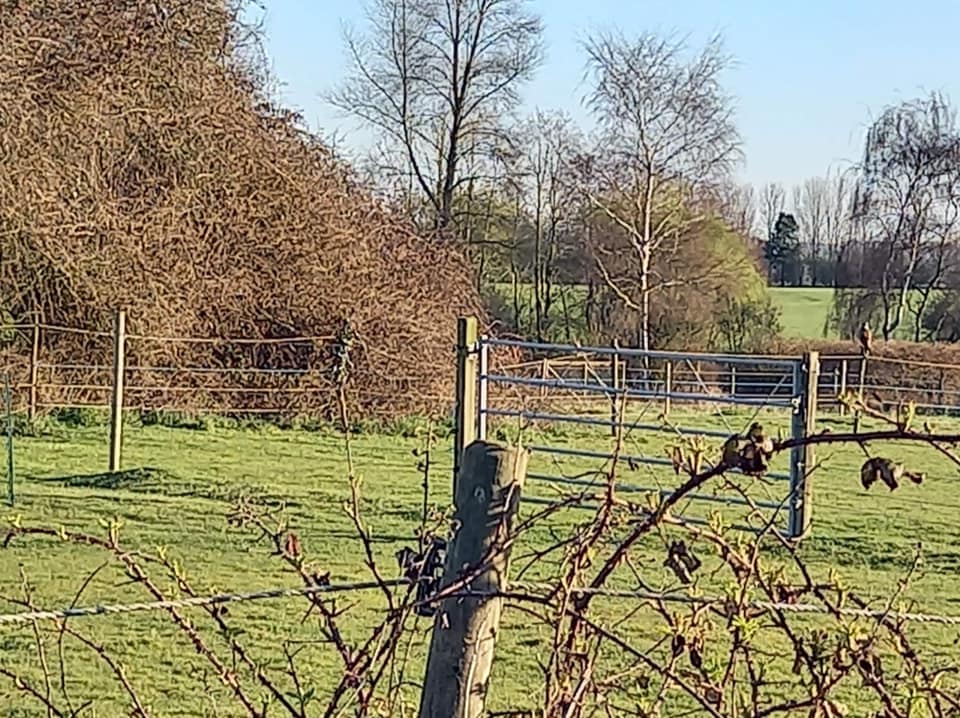 A woman was sent this photo of a bird - but can you spot it in the shot?