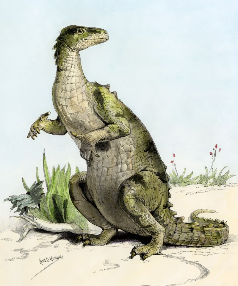 Iguanodon fossils have been found in Kent