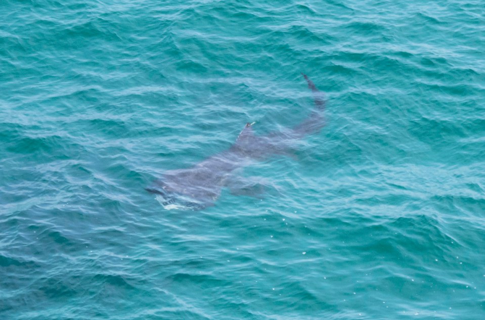 Basking sharks survive on plankton so are completely harmless to humans