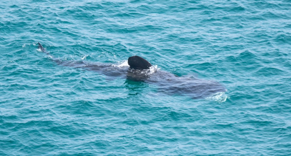 There have been a spate of shark sightings off the South West coast this month