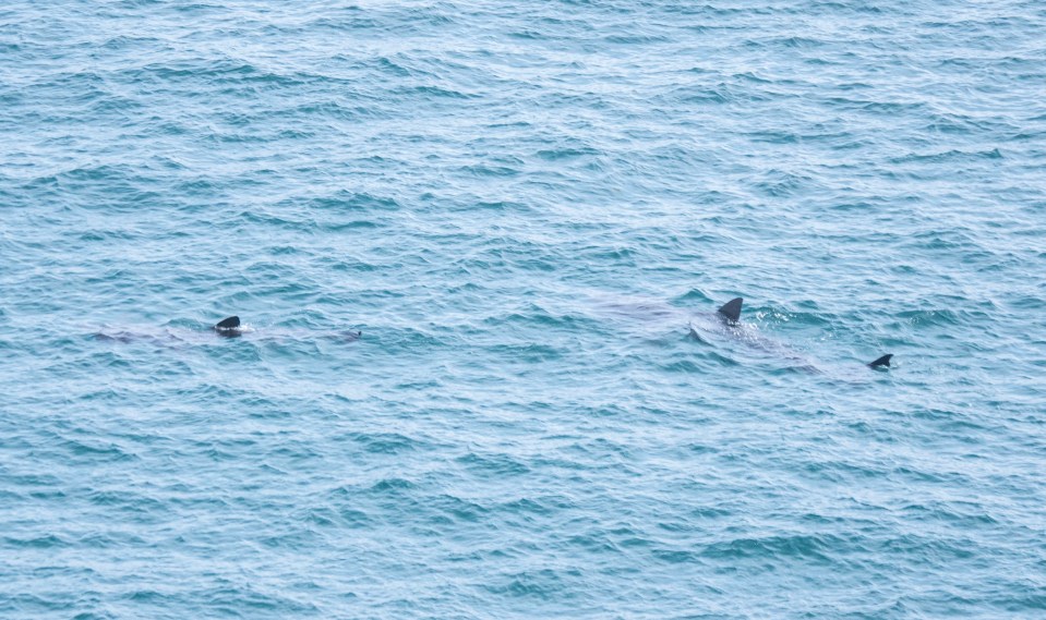 A second basking shark was photographed with the one Michael got close to