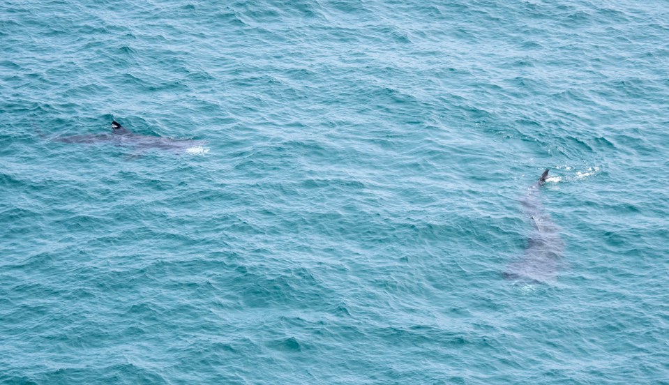 Basking sharks are slow moving and pose no threat to humans