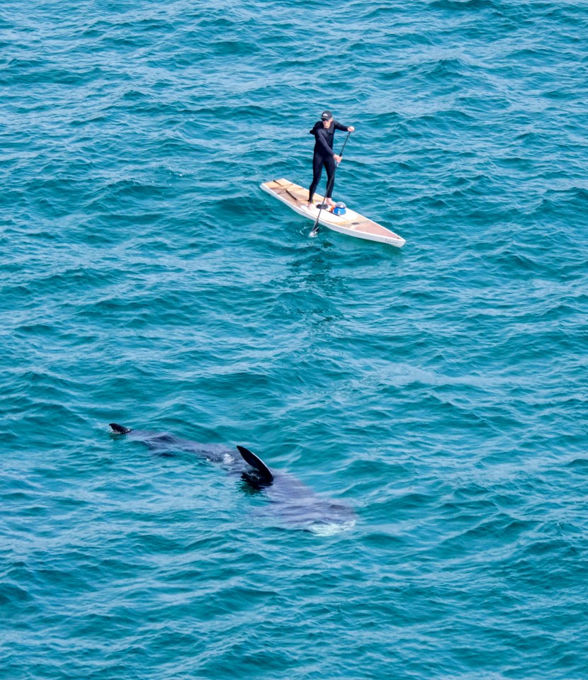 The 20-year-old paddle boarder got close to the largest living shark