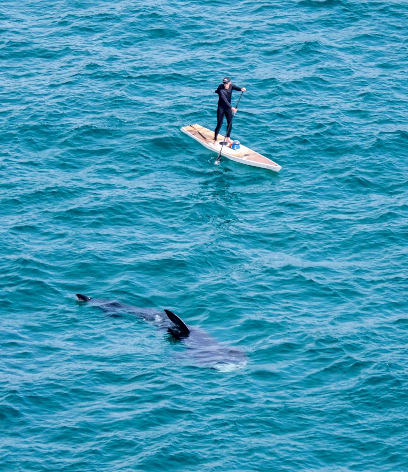 The 20-year-old paddle boarder got close to the largest living shark