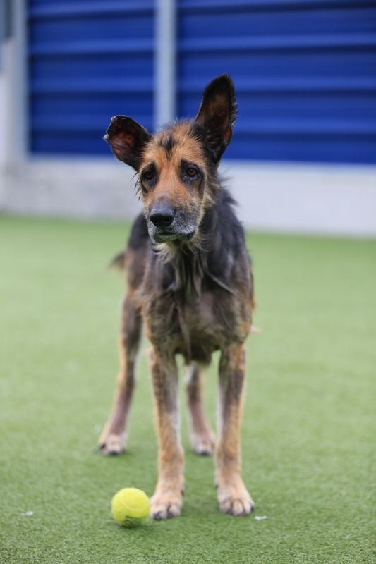 Ralph was found wandering the streets of London when Battersea Dogs & Cats Home rescued him