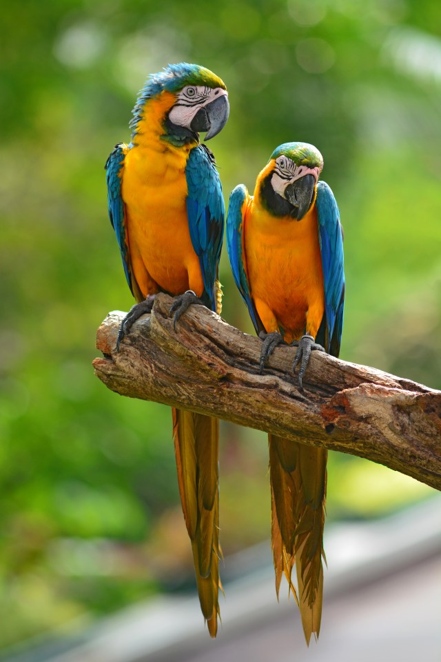 Enjoy the parrots at Loro Parque - one of Europe’s best wildlife parks that now offers exclusive guided tours