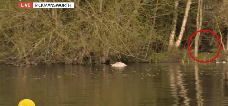 GMB viewers think they spotted a large cat prowling about