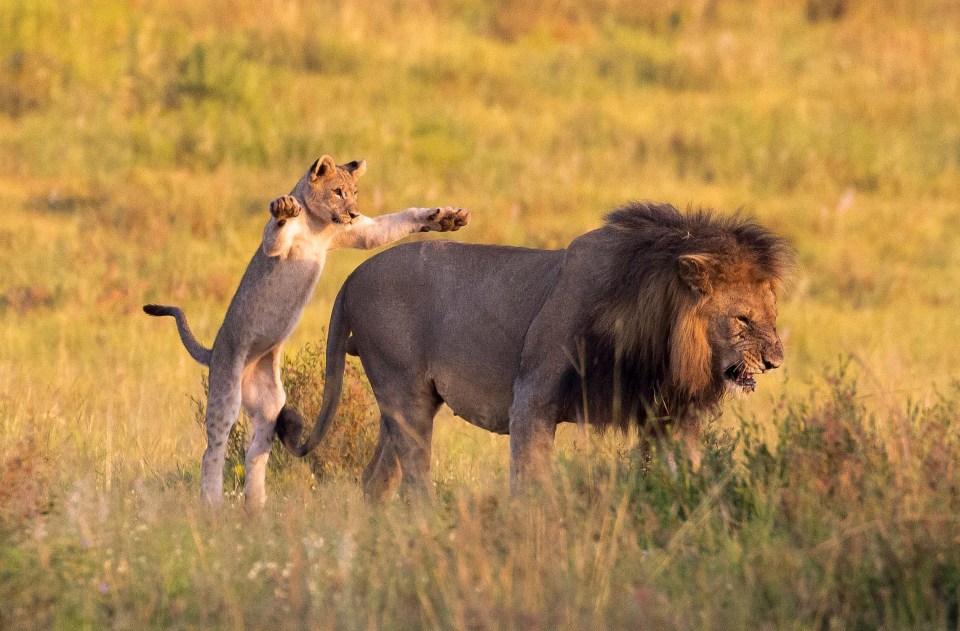 The huge male had a limp which could have occurred after a fight