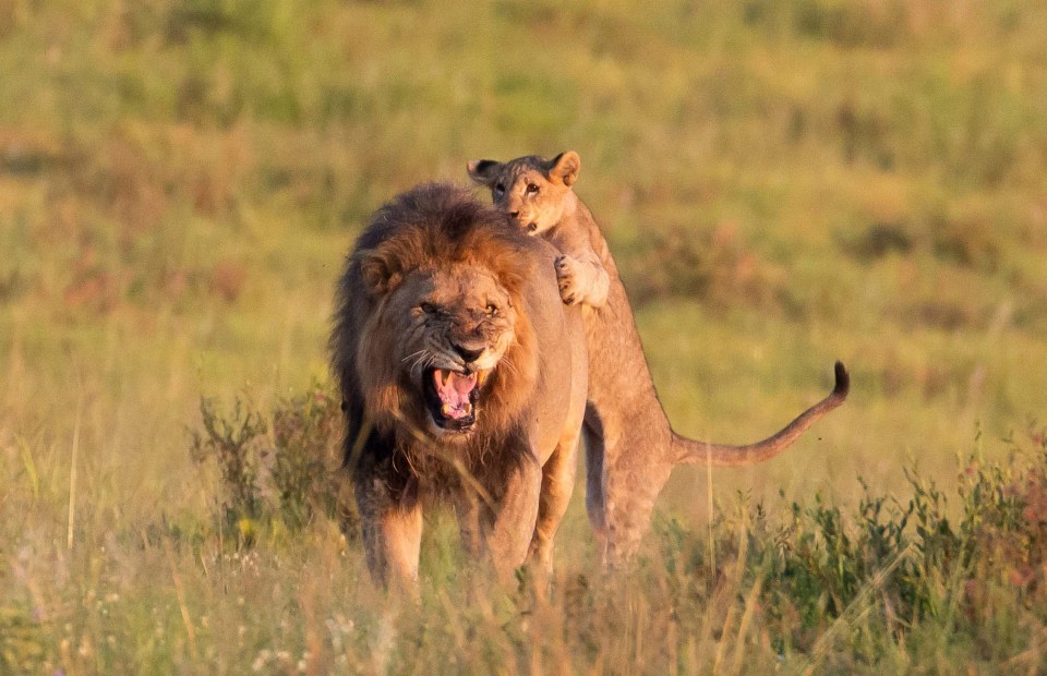 He added 'I think because he was injured he was telling off the cub'