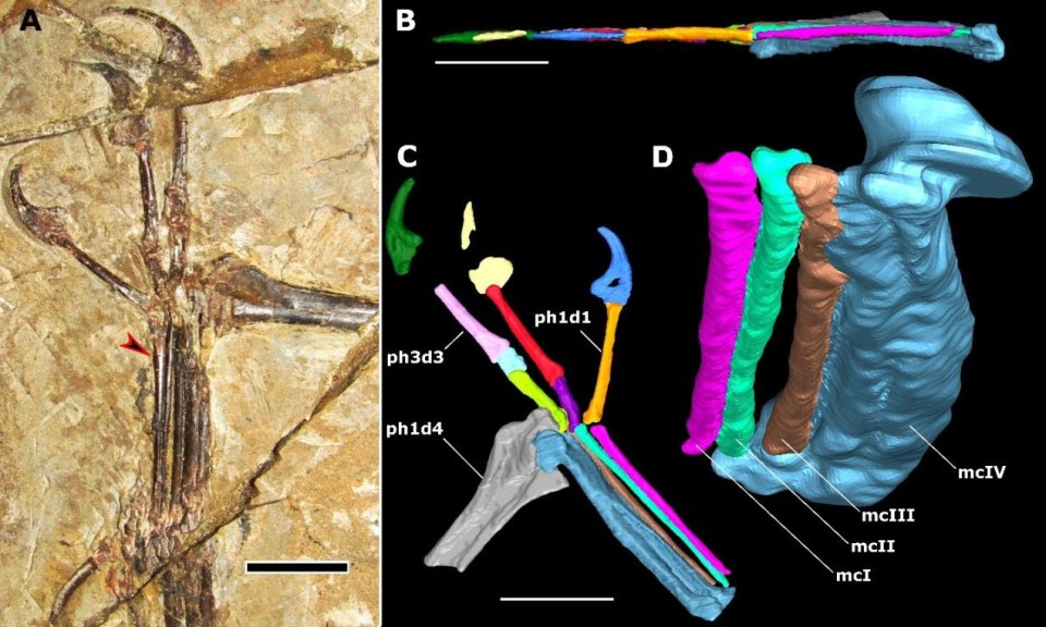 A small CT scanner was used on the fossil to get a better look at the dinosaur's structure