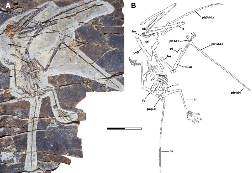 The fossil was discovered in China