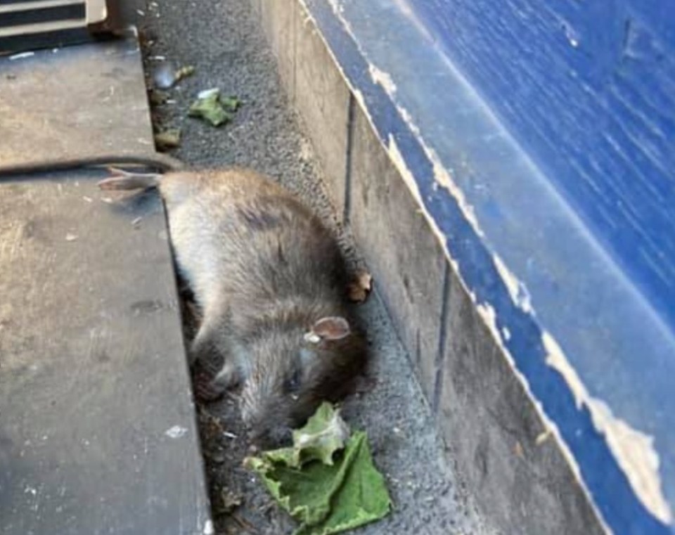 And a giant rat 'the size of a Sunday roast' was found in London - sparking horror on social media